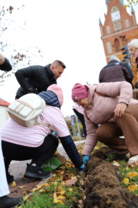 600 żonkili na 600-lecie Ełku, sadzenie cebulek