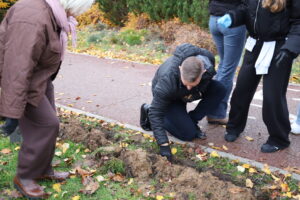 600 żonkili na 600-lecie Ełku, sadzenie cebulek