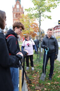 600 żonkili na 600-lecie Ełku, sadzenie cebulek