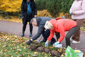 600 żonkili na 600-lecie Ełku, sadzenie cebulek
