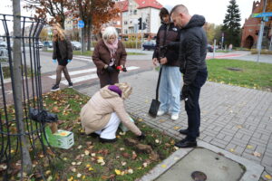 600 żonkili na 600-lecie Ełku, sadzenie cebulek