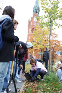 600 żonkili na 600-lecie Ełku, sadzenie cebulek